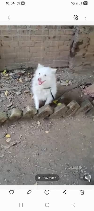 Russian Puppy