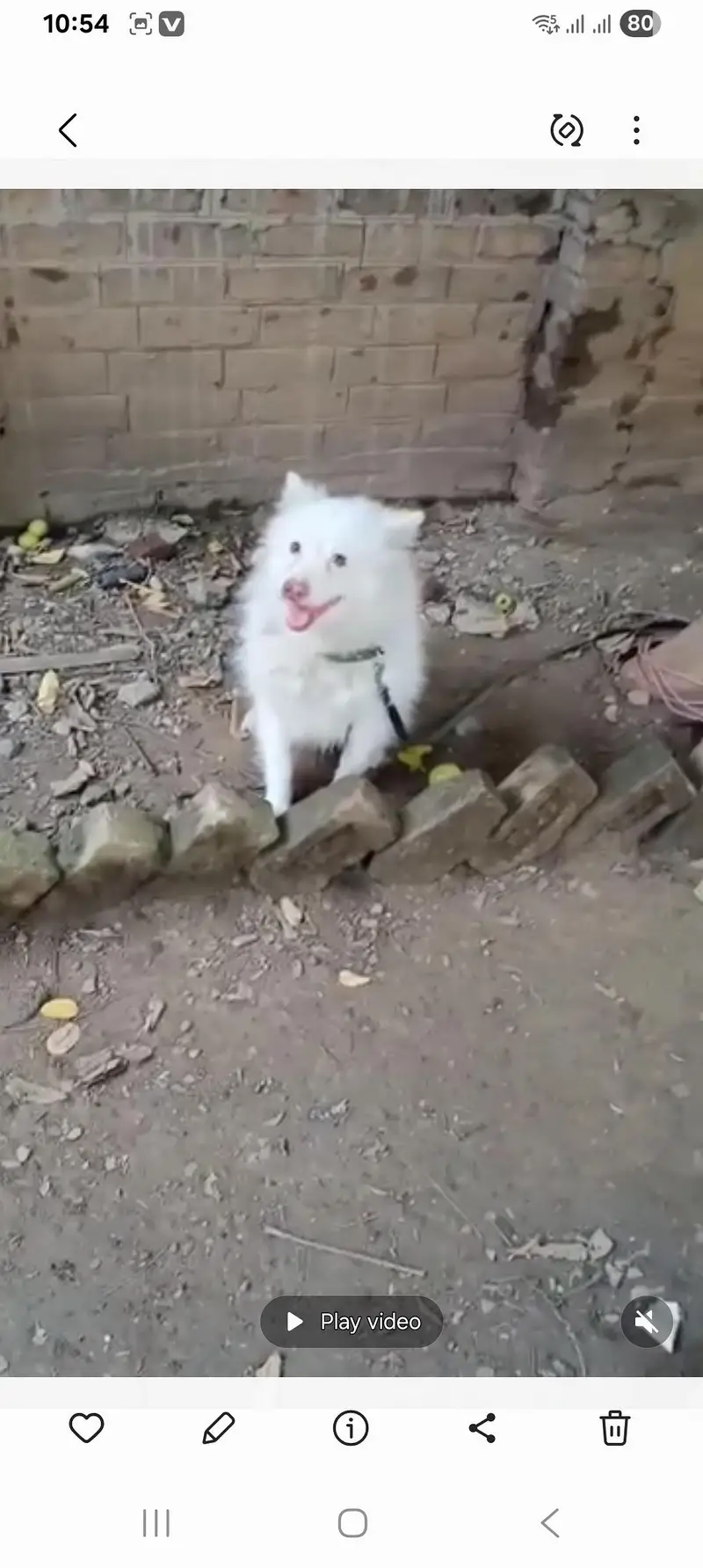 Russian Puppy — photo 9