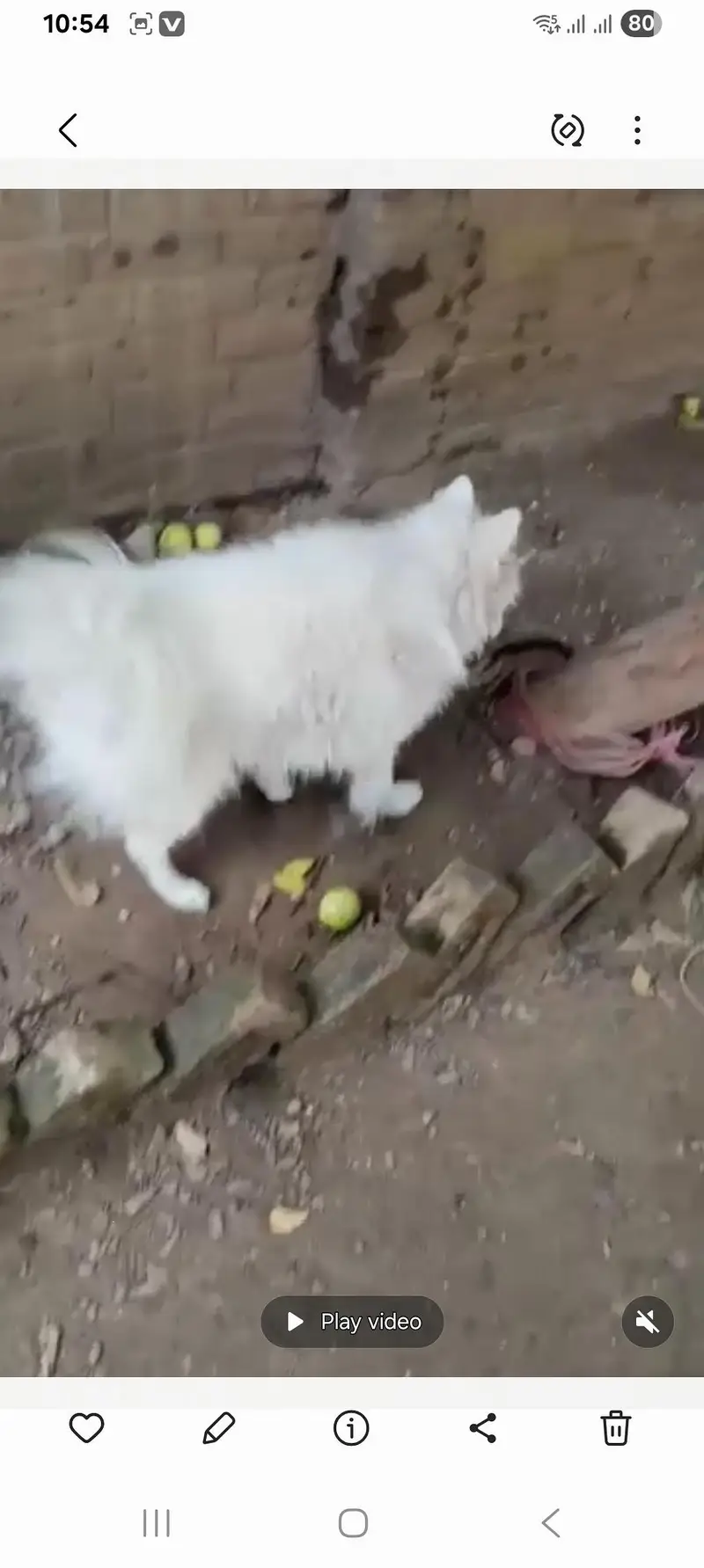 Russian Puppy — photo 10