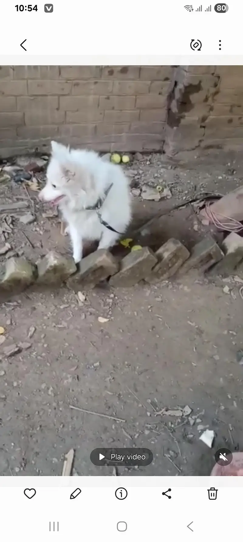 Russian Puppy — photo 11