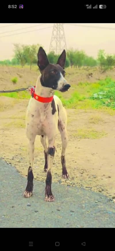Tazi gultair