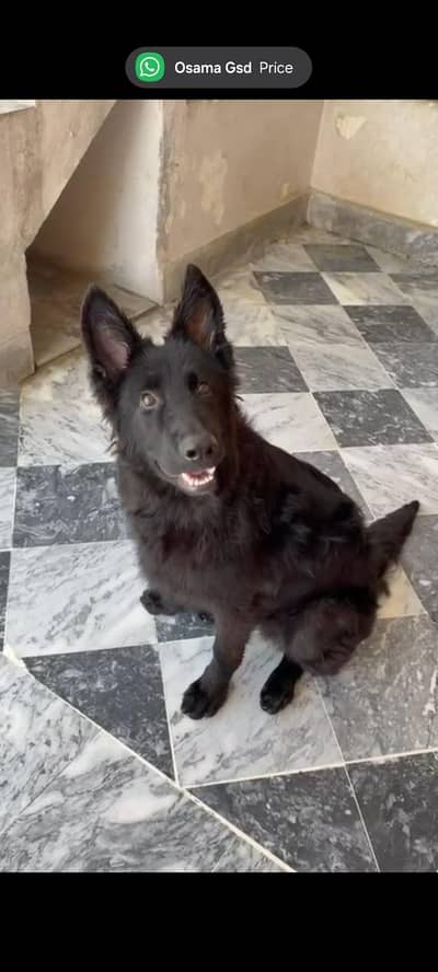 Black German Shepherd male puppy 03199704570