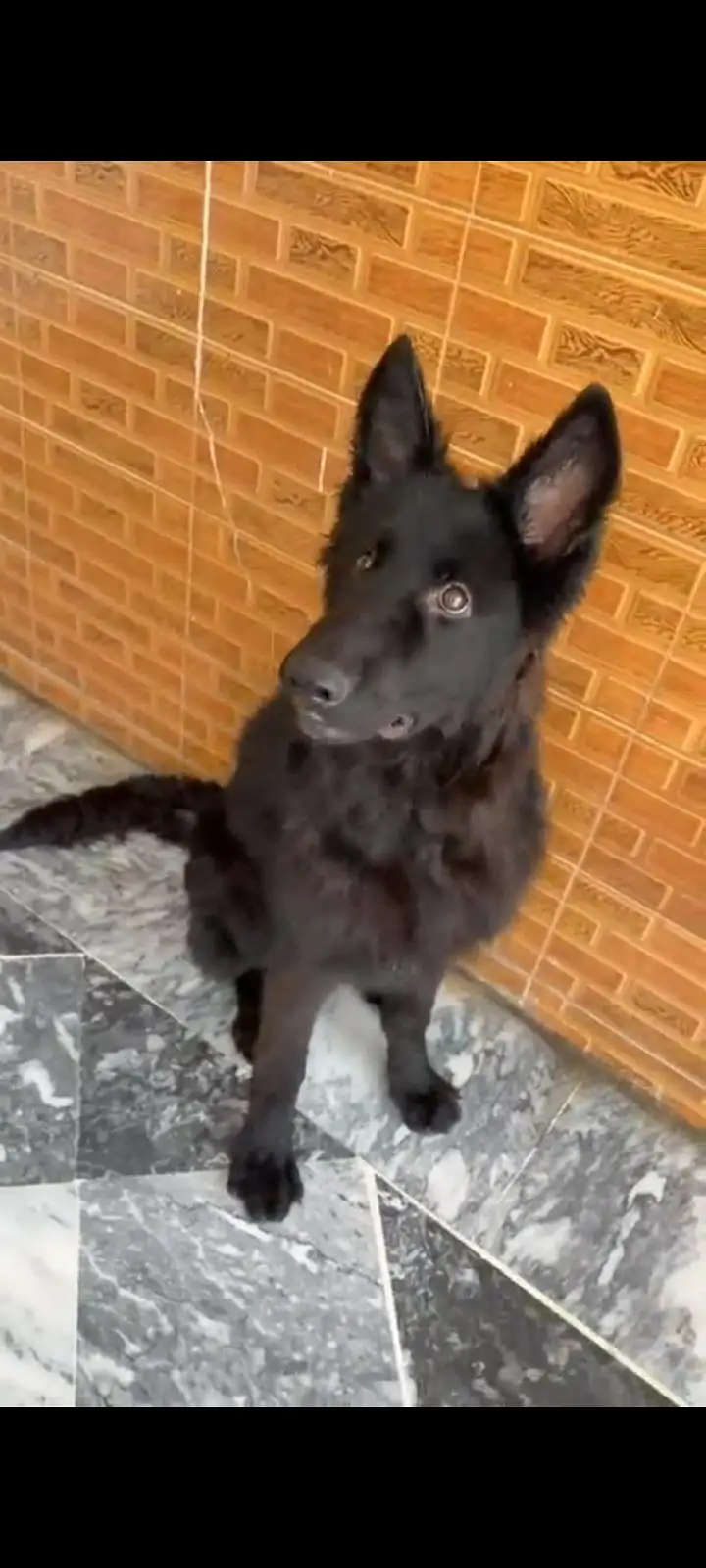 Black German Shepherd male puppy 03199704570 — photo 2