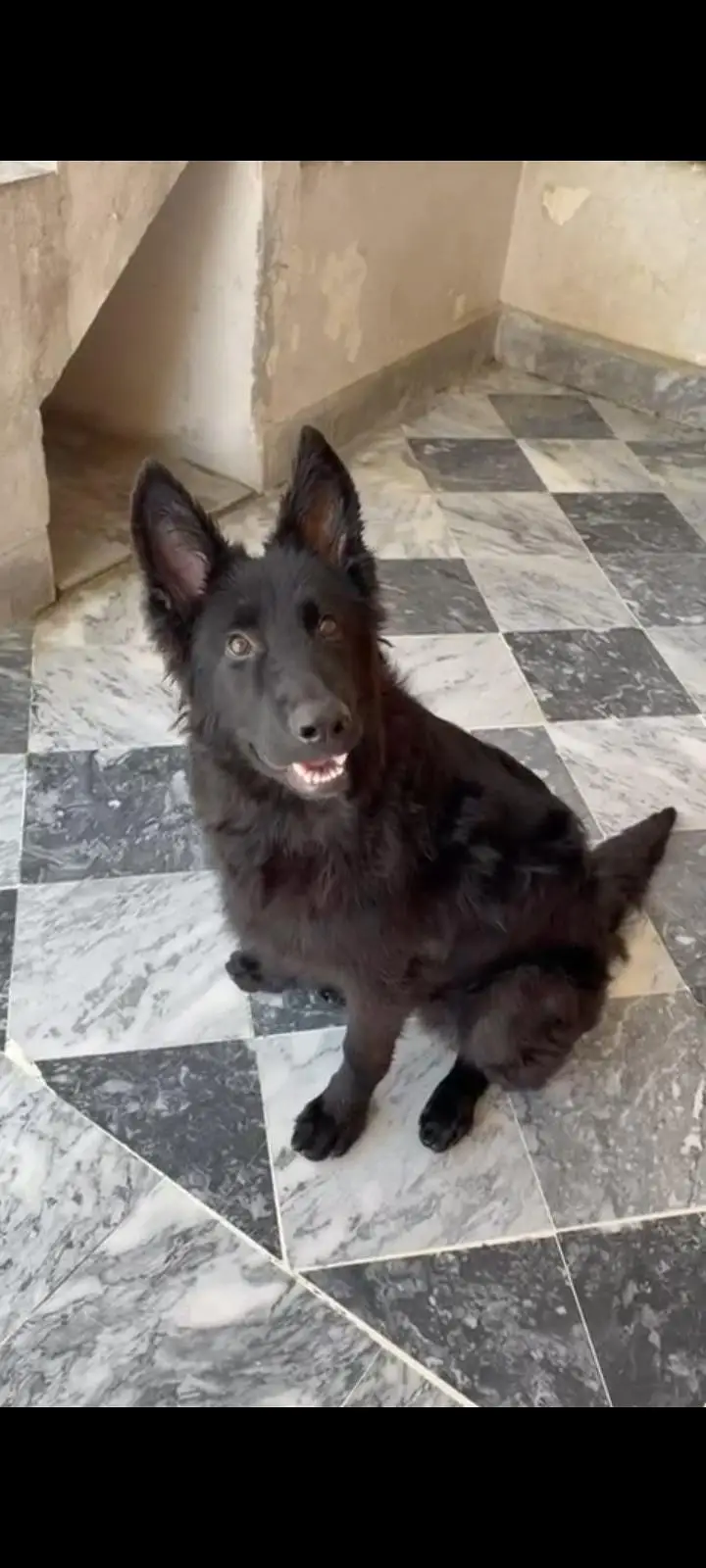 Black German Shepherd male puppy 03199704570 — photo 3