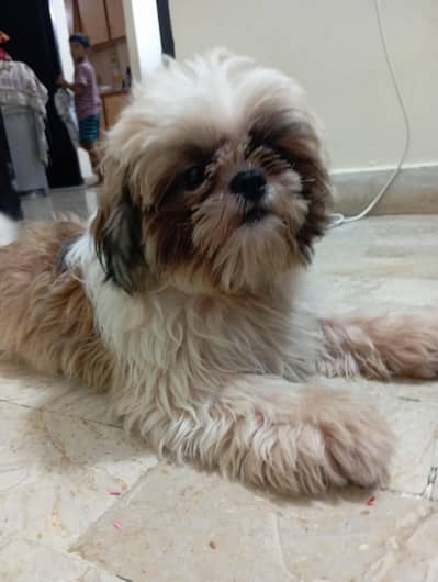 Family Dog For Sale