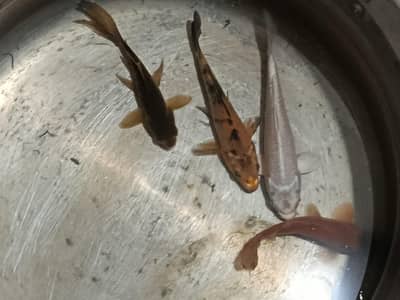 4 healthy carps urgently for sale!