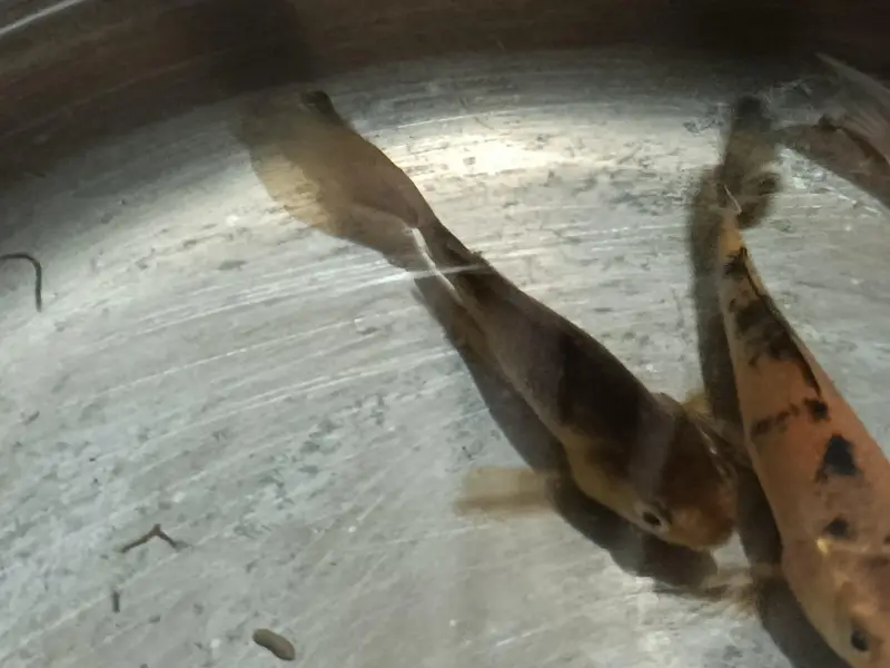 4 healthy carps urgently for sale! — photo 2