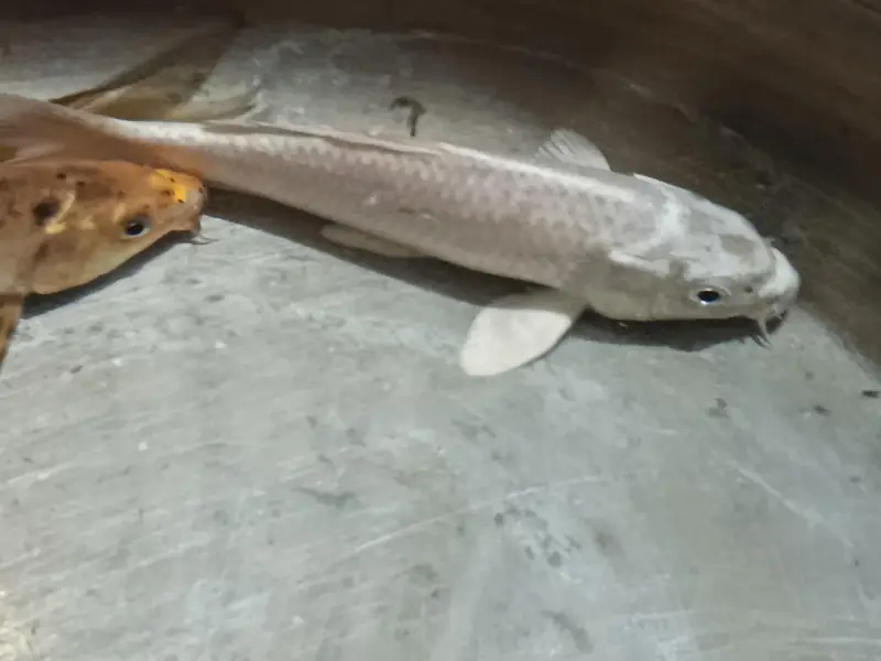 4 healthy carps urgently for sale! — photo 3