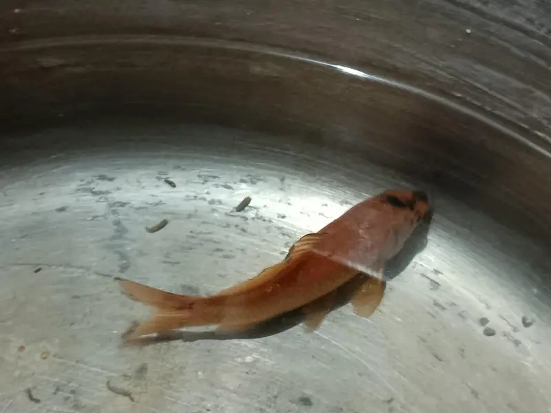 4 healthy carps urgently for sale! — photo 4