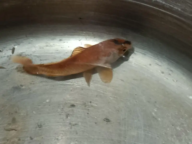 4 healthy carps urgently for sale! — photo 5
