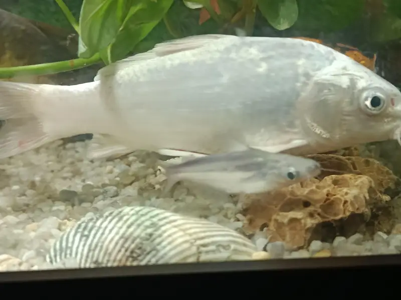 4 healthy carps urgently for sale! — photo 6