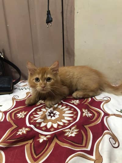 Persian Cat