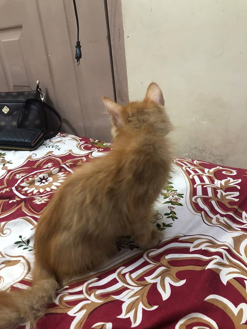 Persian Cat 1