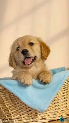 Golden retriver high quality  puppies for sale