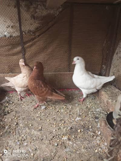 4 king available location Abdul Hakeem district khanewal