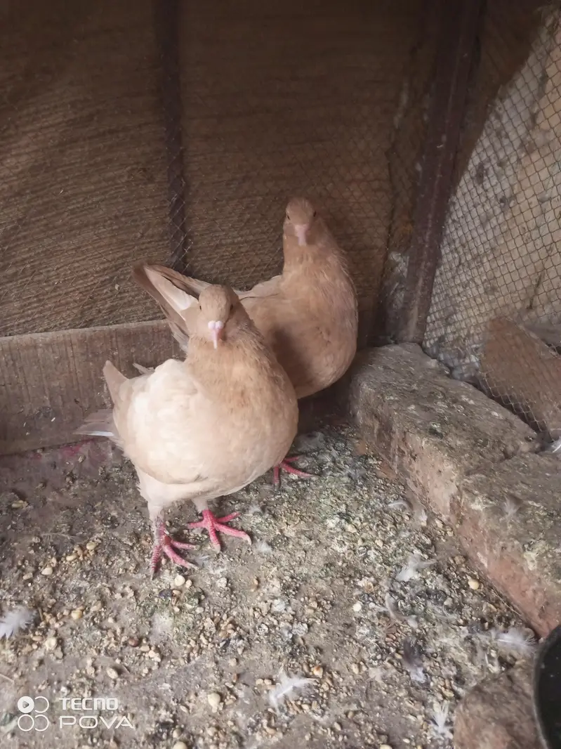 4 king available location Abdul Hakeem district khanewal — photo 2