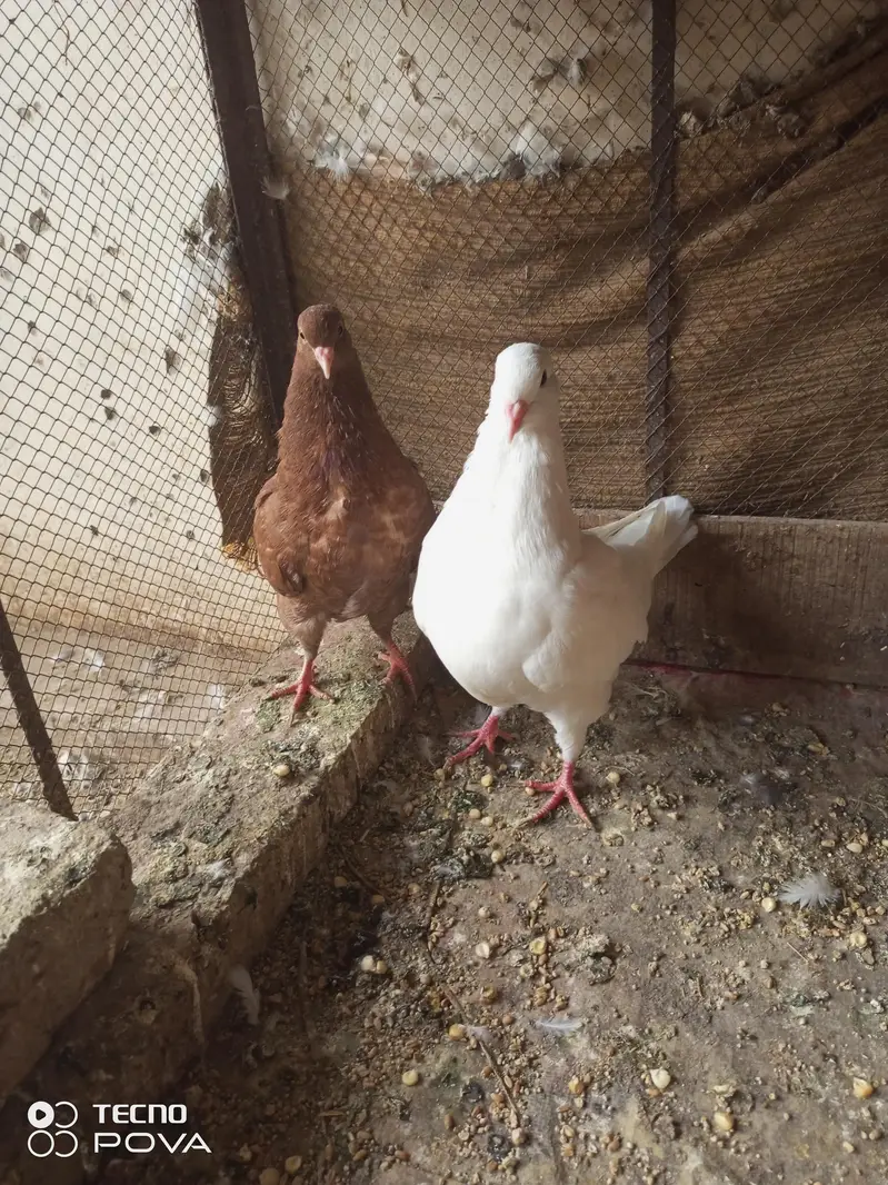 4 king available location Abdul Hakeem district khanewal — photo 3