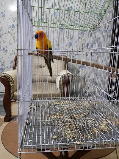 suncnor breeder female with dna