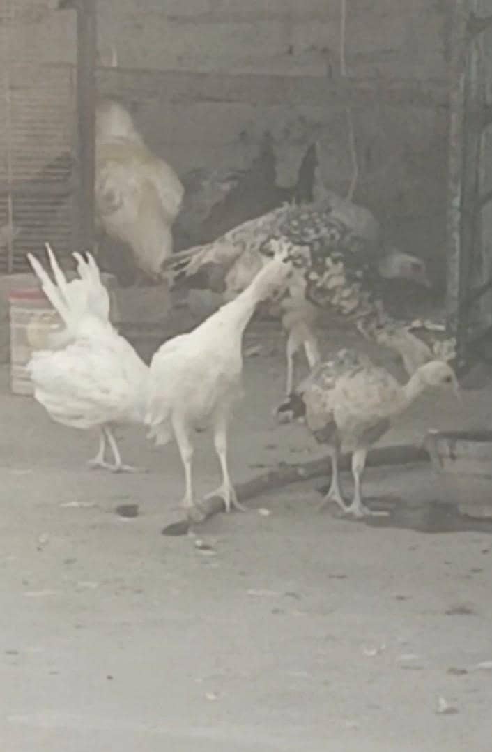 peacock chicks 0