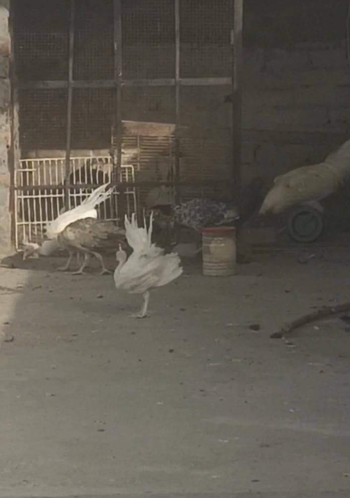 peacock chicks 1