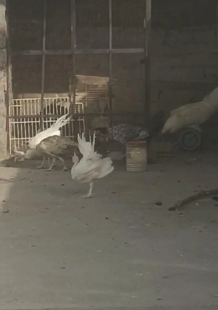peacock chicks — photo 2