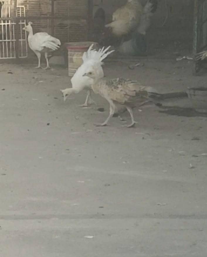 peacock chicks 2