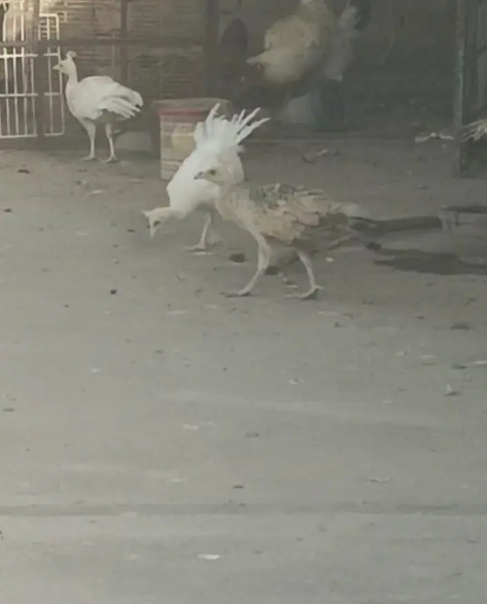 peacock chicks — photo 3