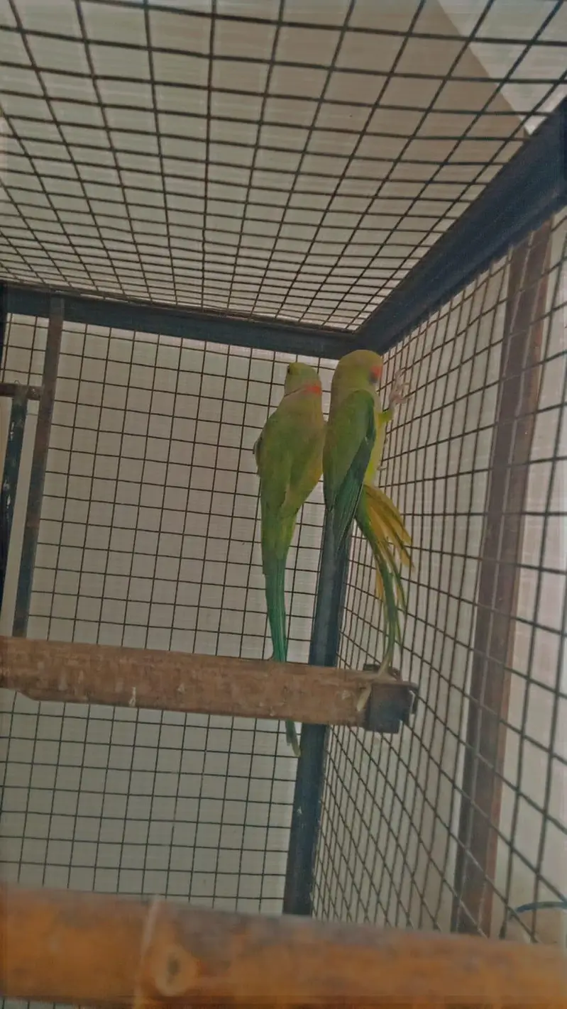 Kashmiri Green Parrot pair for sale — photo 2