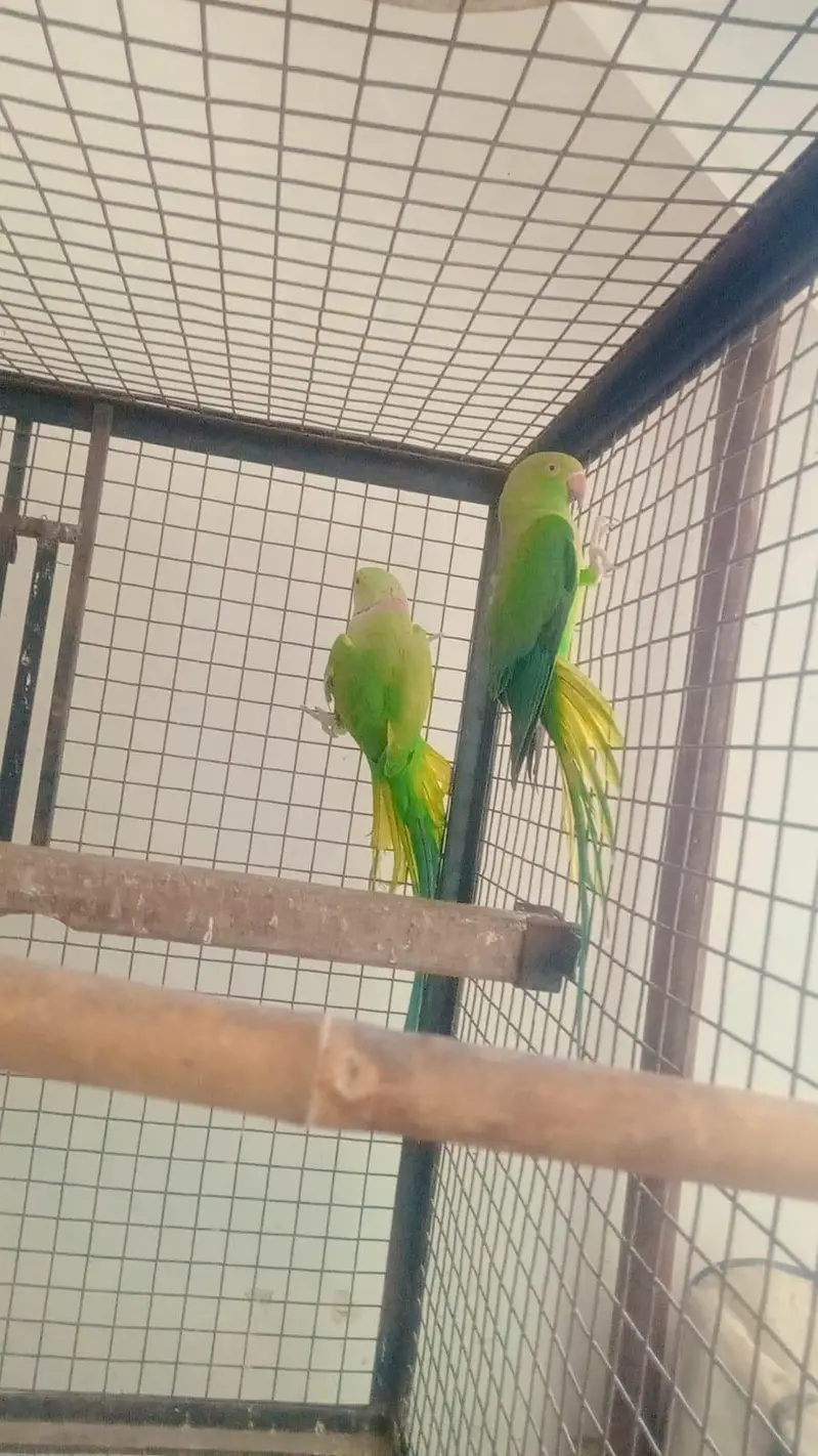 Kashmiri Green Parrot pair for sale — photo 3