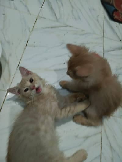 Persian kitten