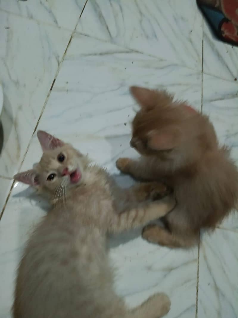 Persian kitten 0