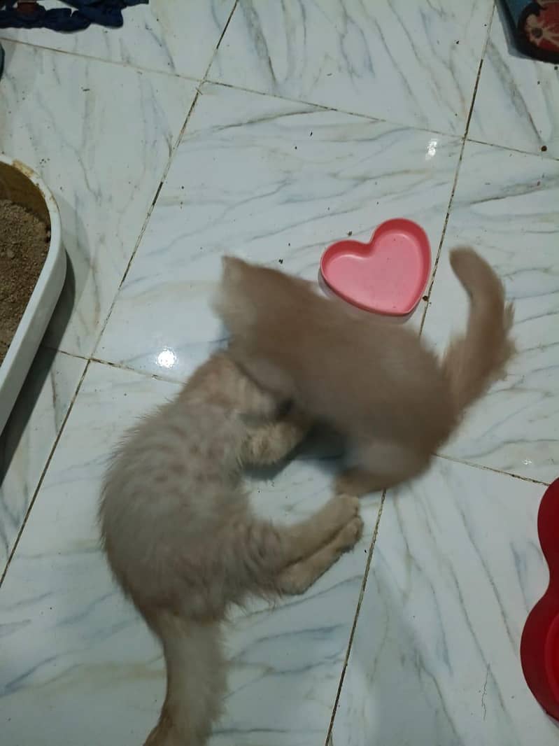 Persian kitten 1