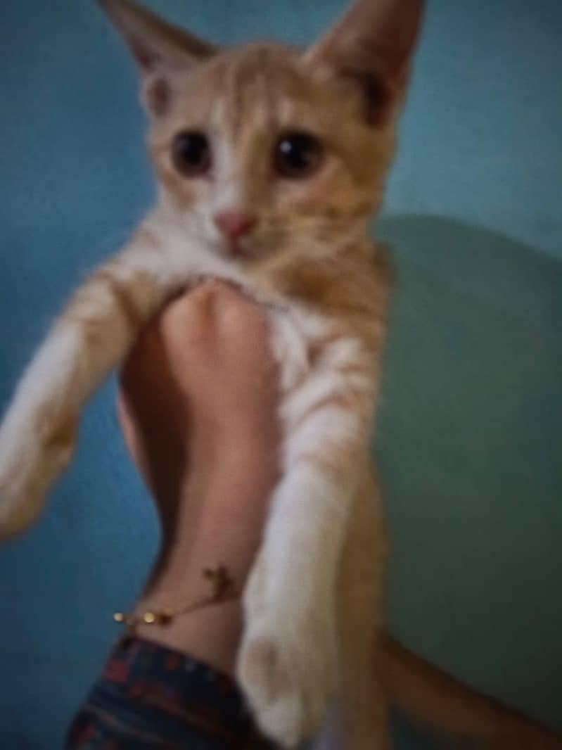 Persian kitten 2