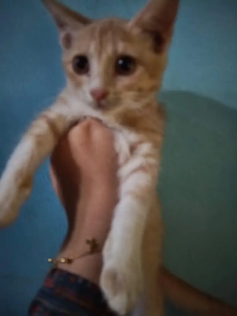 Persian kitten — photo 3