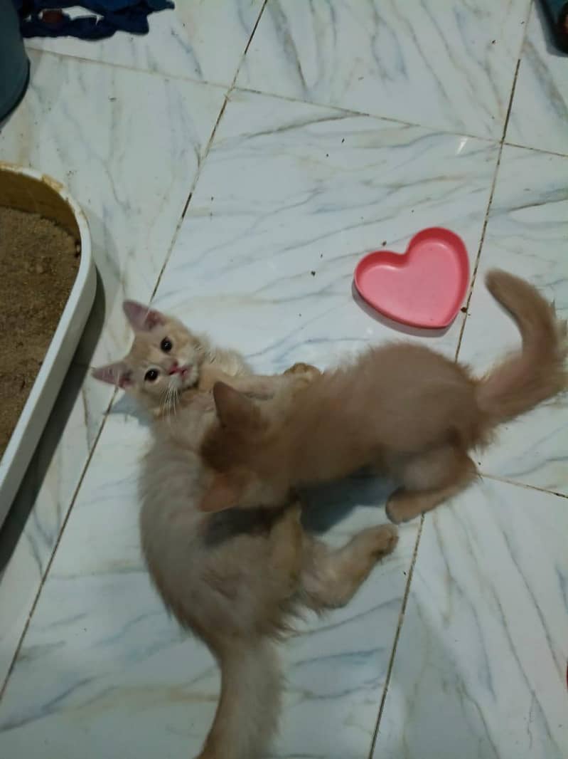 Persian kitten 3