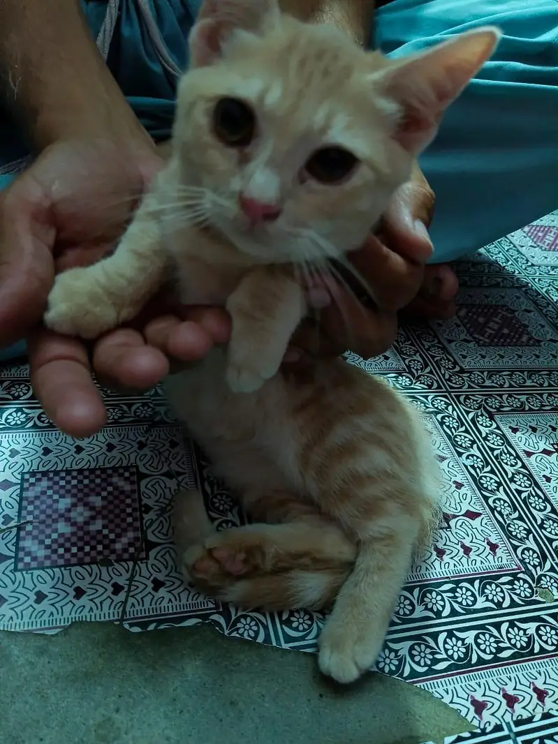 Persian kitten — photo 5