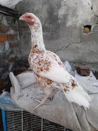 Cheeni female