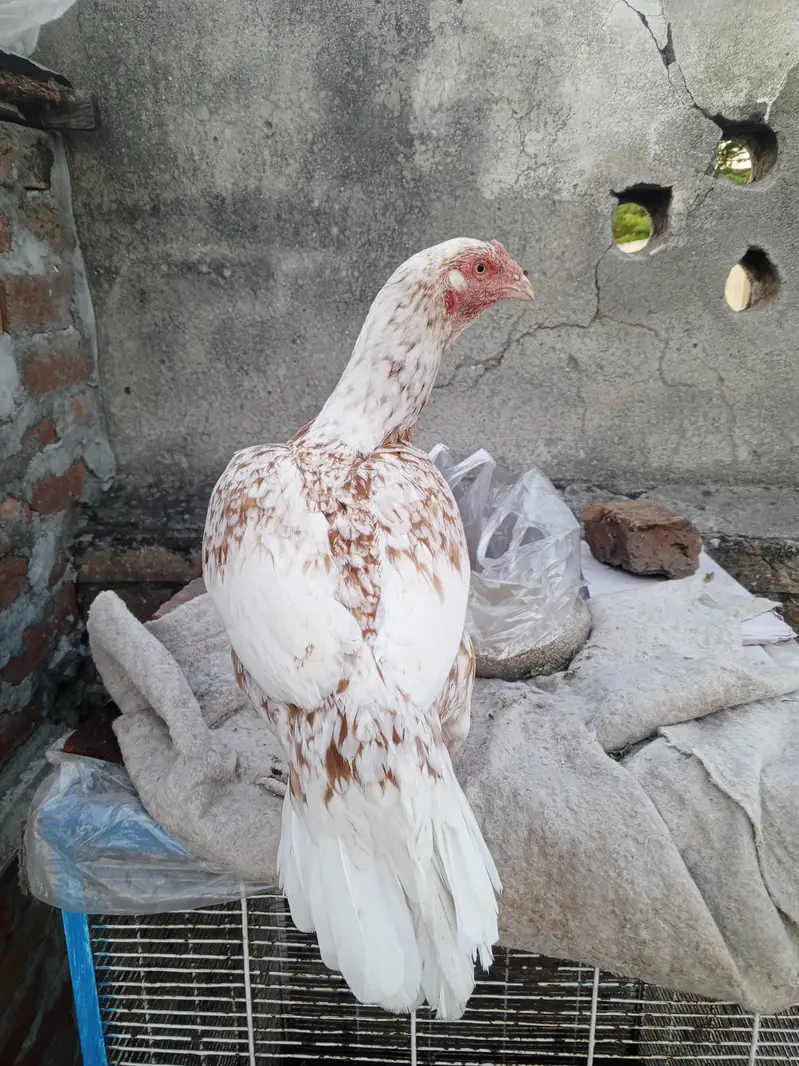 Cheeni female — photo 2