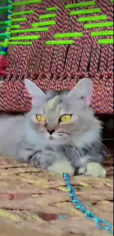 Very nice bread cat