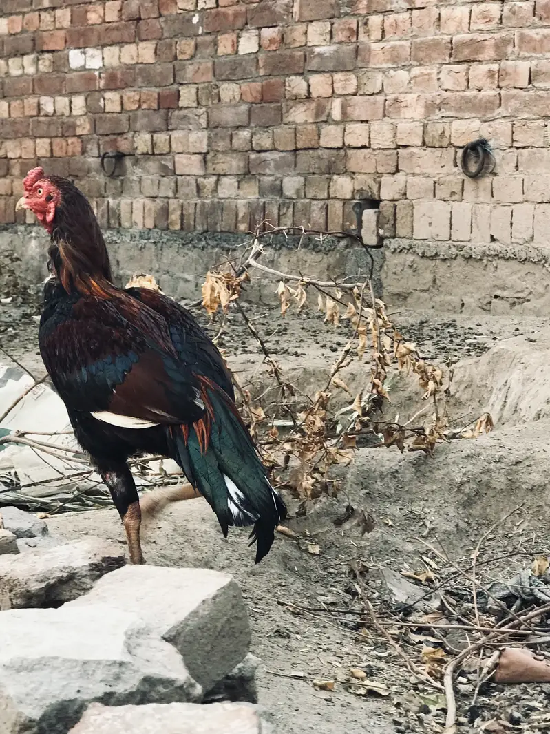 Long pochal   Pure mianwali in red nali VIP breeder red murgha — photo 2