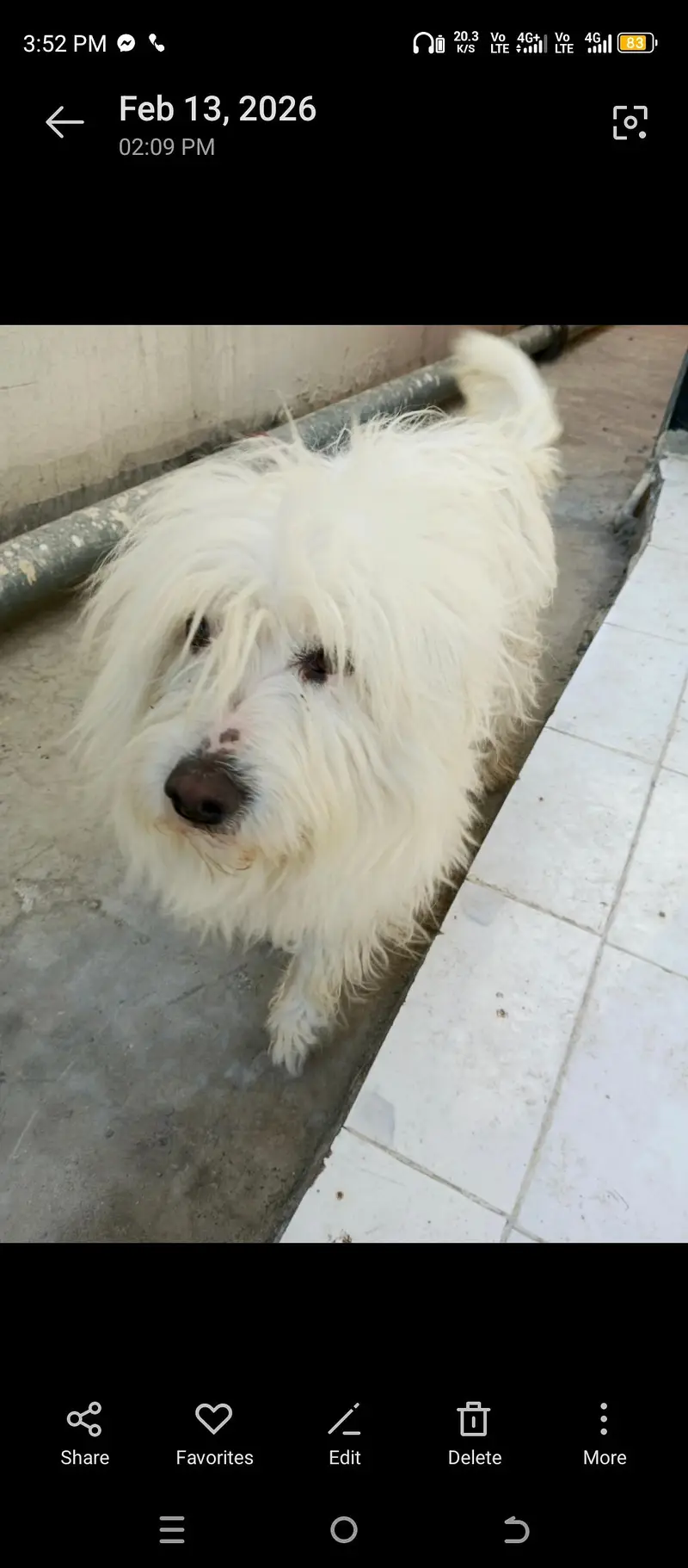 poddel male for sale — photo 2