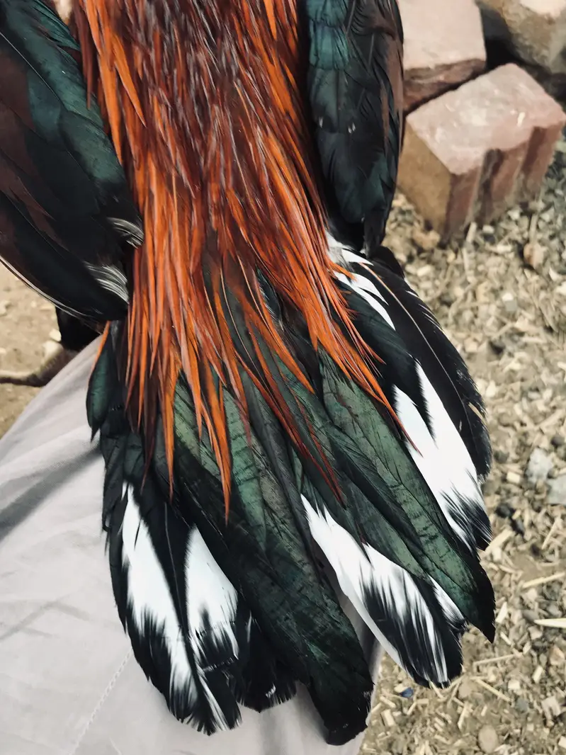 Long pochal   Pure mianwali in red nali VIP breeder red murgha — photo 5