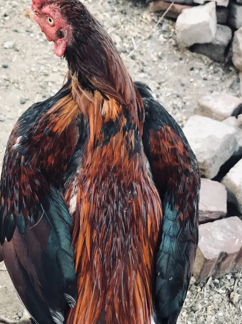 Long pochal   Pure mianwali in red nali VIP breeder red murgha — photo 7