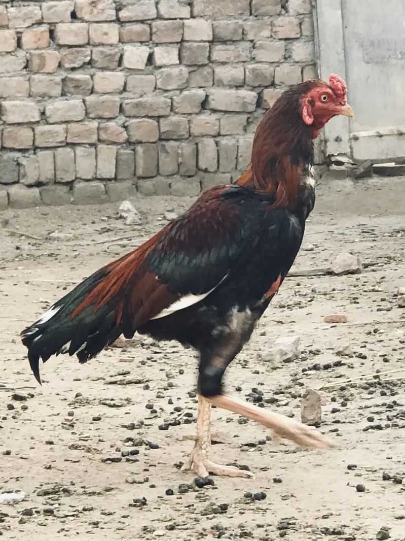 Long pochal   Pure mianwali in red nali VIP breeder red murgha — photo 8