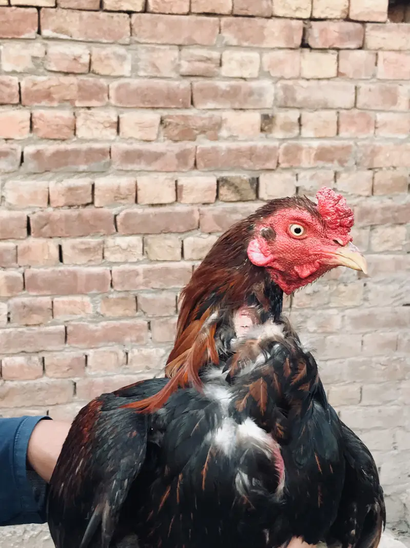 Long pochal   Pure mianwali in red nali VIP breeder red murgha — photo 12