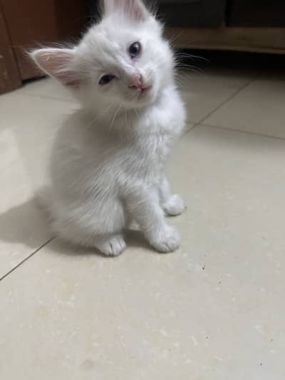 3 baby kittens
