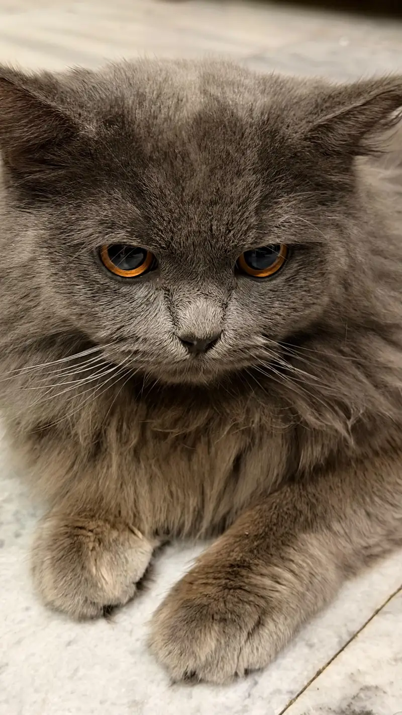 Fluffy Male Persian Cat looking for new home — photo 2