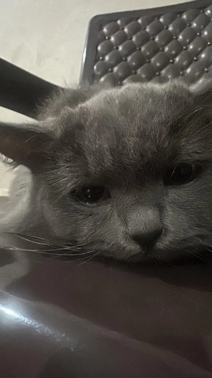 Fluffy Male Persian Cat looking for new home — photo 3