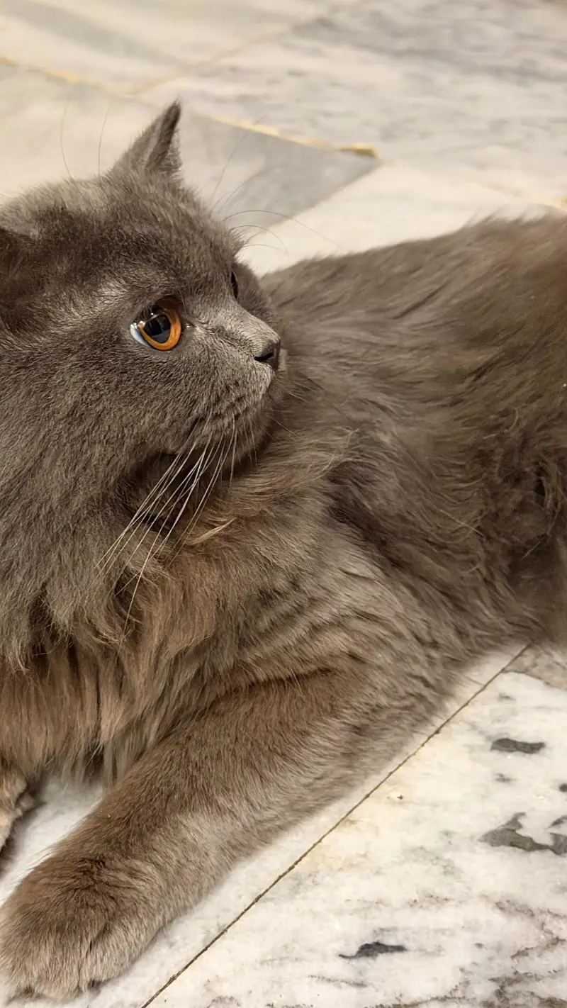 Fluffy Male Persian Cat looking for new home — photo 4
