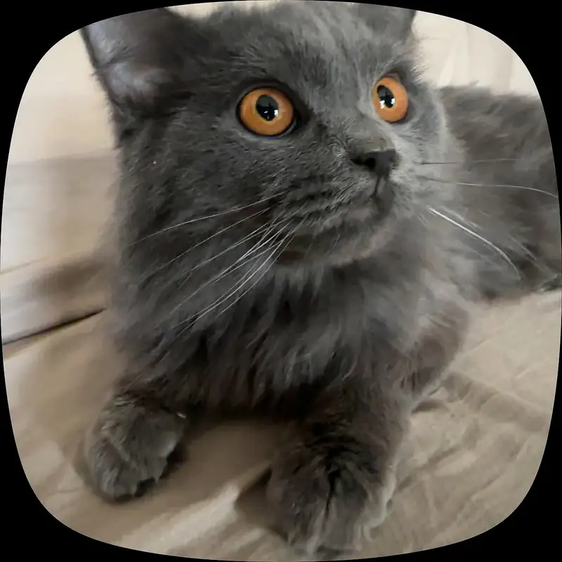 Fluffy Male Persian Cat looking for new home — photo 5